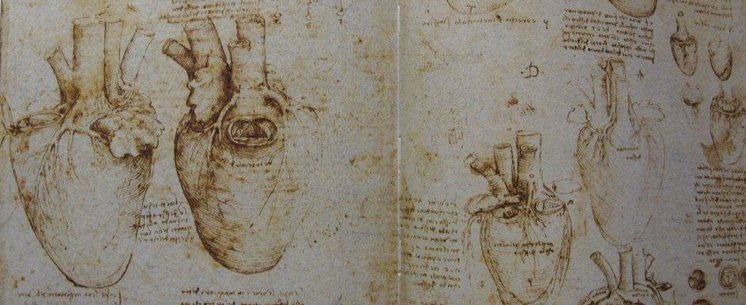 Leonardo da Vinci sketches of a heart