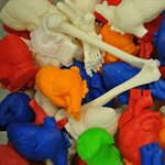 3D printing changes shape of anatomy learning