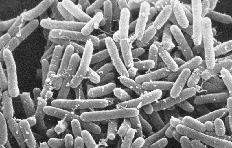 E-Coli bacteria