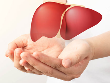 Hands holding an illustration of a liver