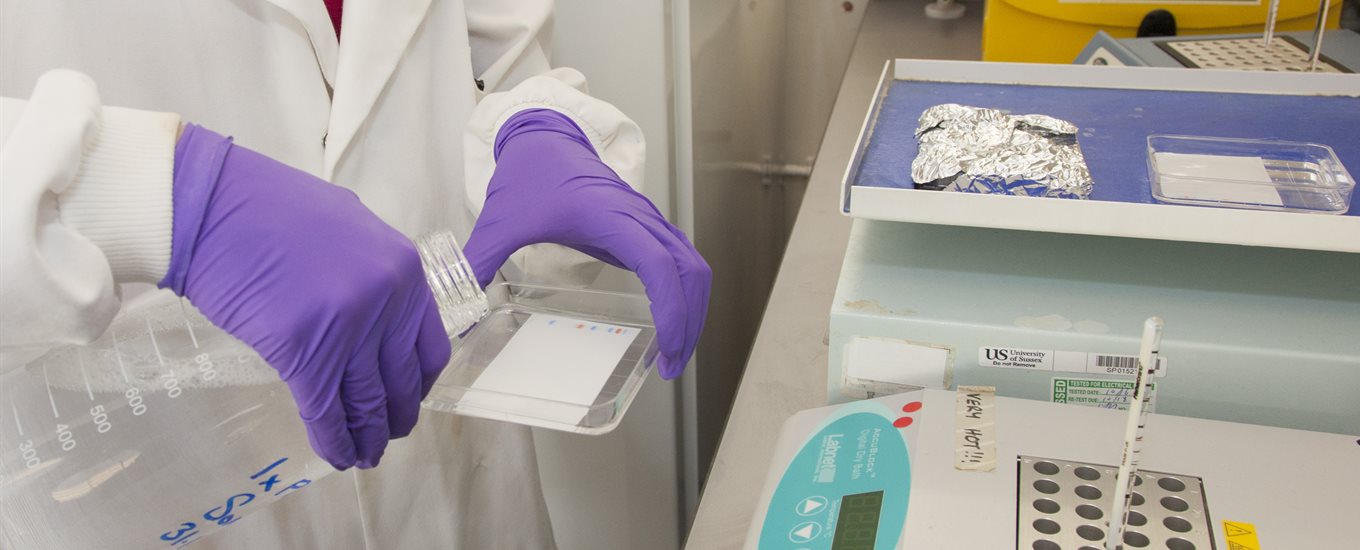 Someone wearing a white lab coat and purple latex gloves pouring a clear liquid into a petri dish