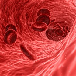 microscopic image showing red blood cells moving in the bloodstream