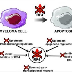 Diagram showing cell interaction with IRF4