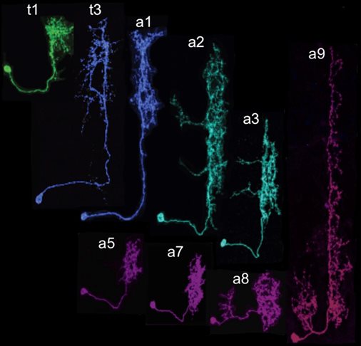 A black image with colourful neuronal network scans