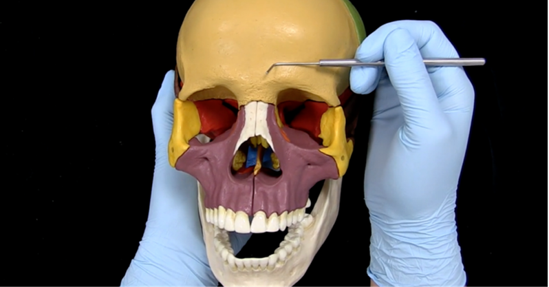 Example of view from the cadaveric videos (note: this is not a cadaveric specimen)