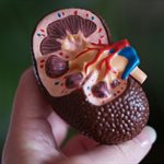 New study reveals unexpected rise in early-onset kidney cancer in England