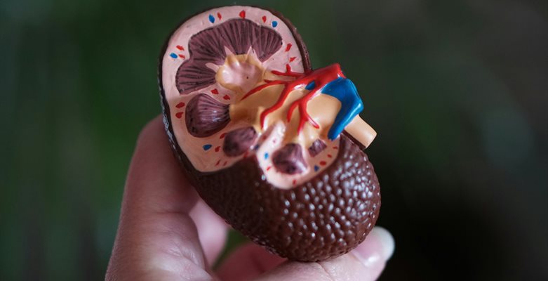 A close up of a model kidney in a person's and in front of a green background