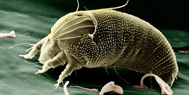 scabies mite