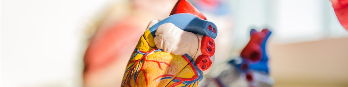 anatomical heart model on a stand