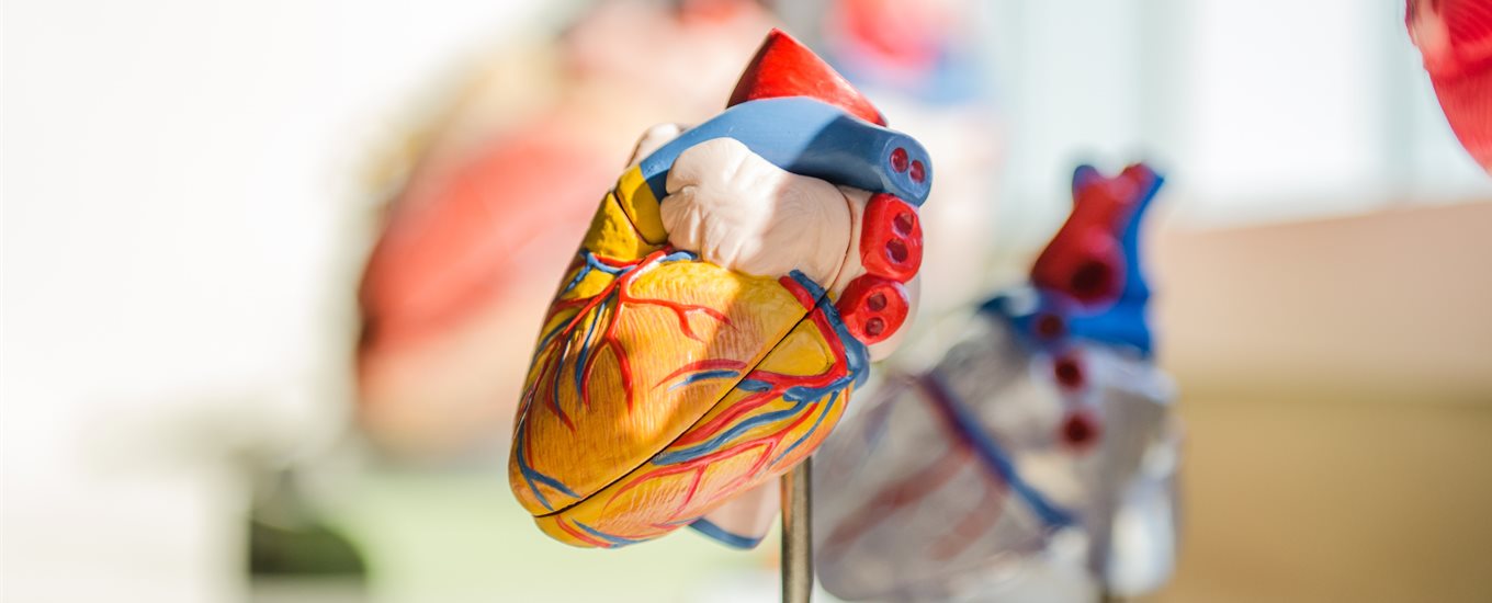 anatomical heart model on a stand