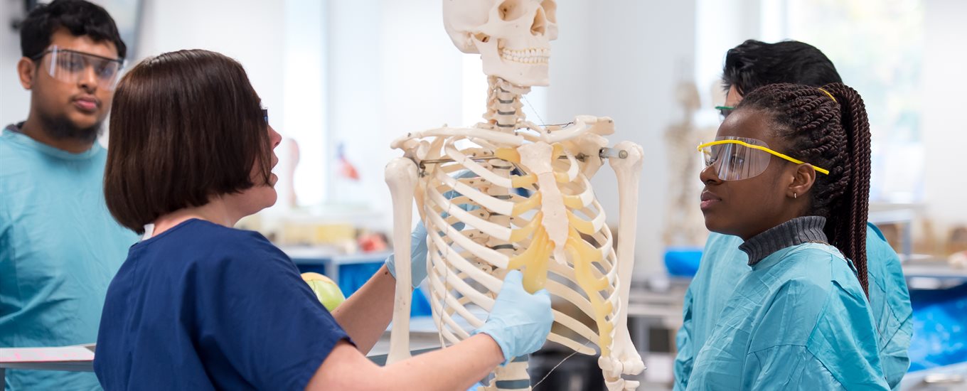 Prof Claire Smith shows students a model of a skeleton in the anatomy lab