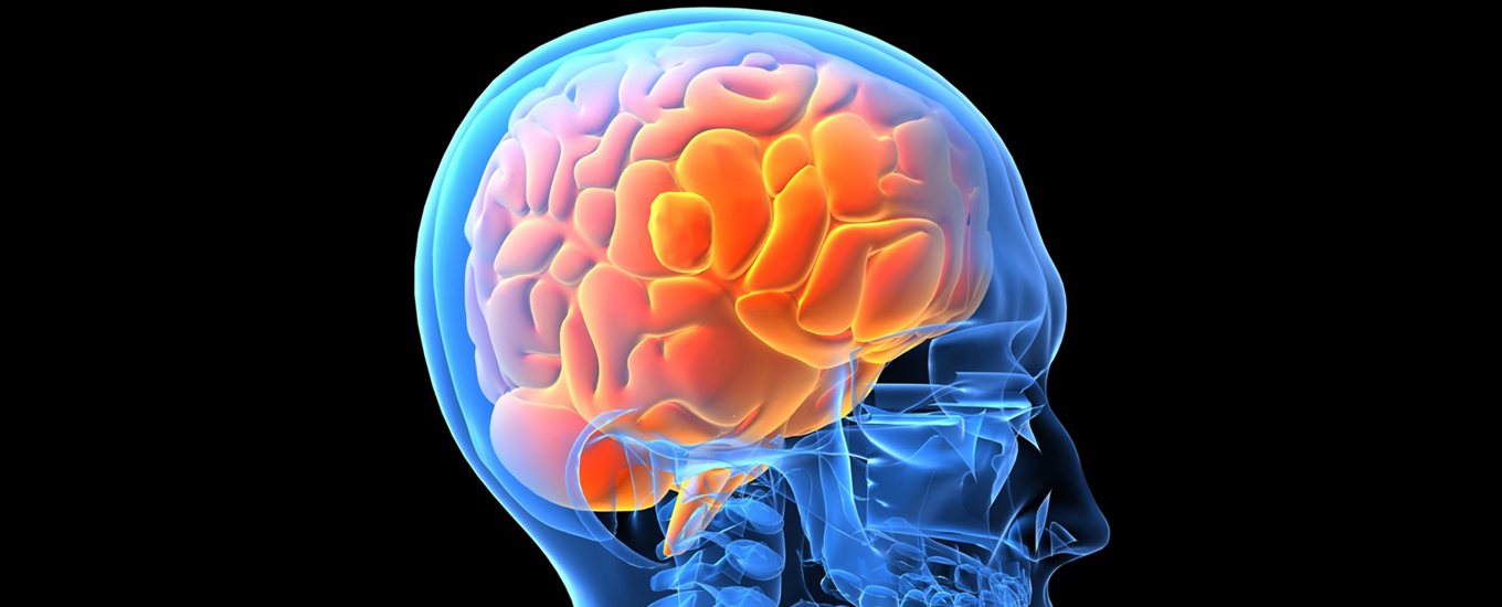 A graphic of a translucent skull showing the brain landscape underneath