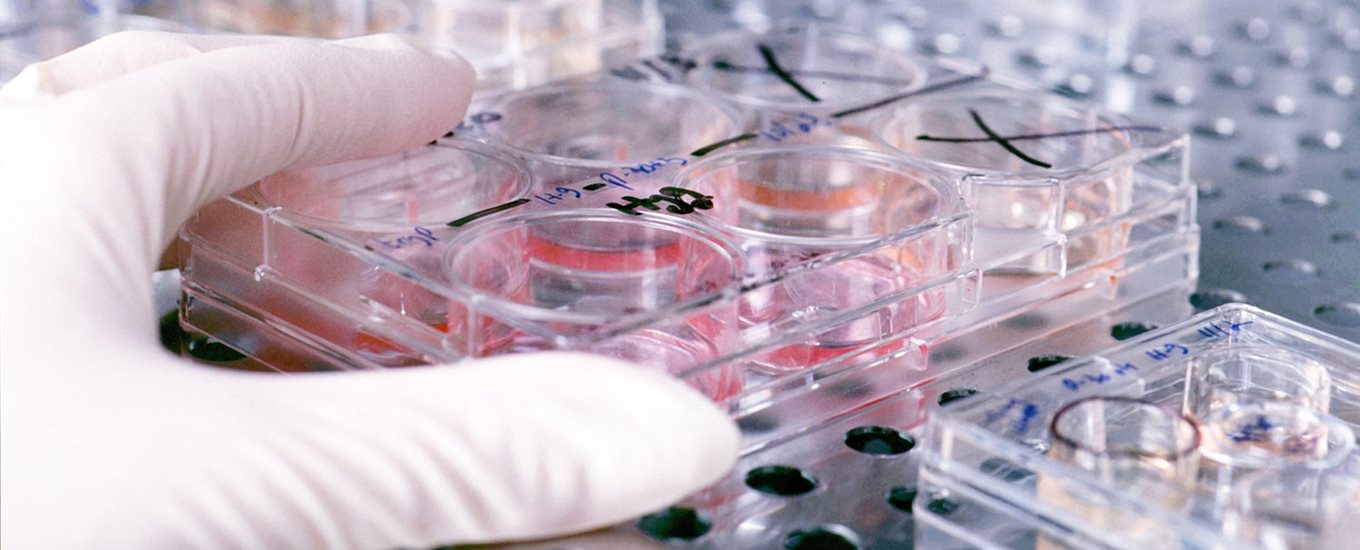 white gloved hand holding a petri dish close up