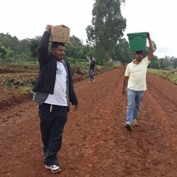 Men working in a field carrying boxes on their head