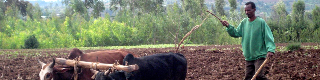 Farmer using cows to plough a field
