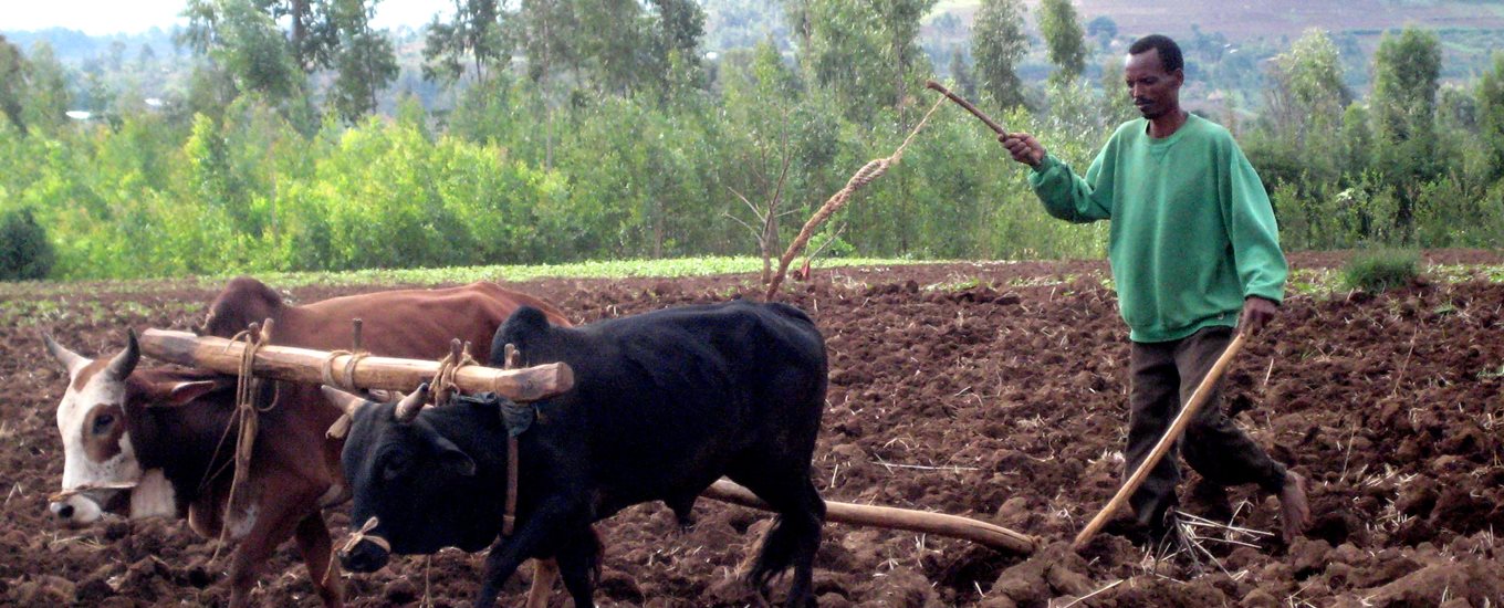 Podoconiosis - Subsistence Farmers