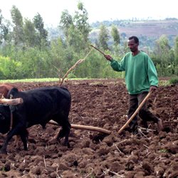 A farmer ploughing a field with a black cow