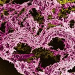 Solving of a decade-long mystery could help in fight against TB
