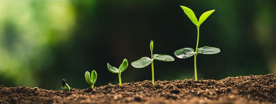 Plant seeds growing into trees in ascending order